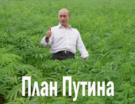 "План Путина. Этот чудо-ганджубас накрывает здесь всех нас!"