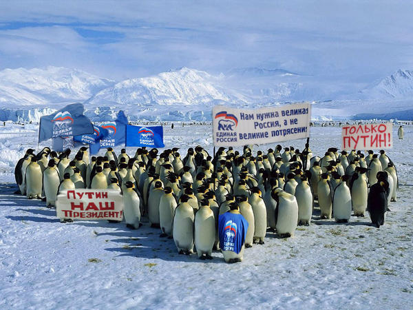 пингвины за путина. телеконференция путина
